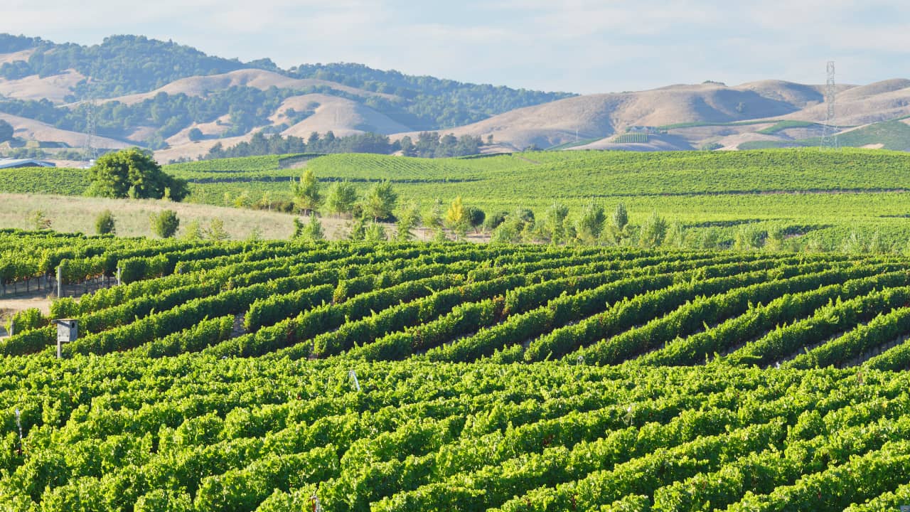 napa valley fractional ownership vineyard